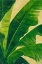 Picture of URABA PALM I