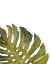 Picture of PARTIAL PALM I