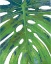 Picture of TROPICAL LEAF WITH BLUE II