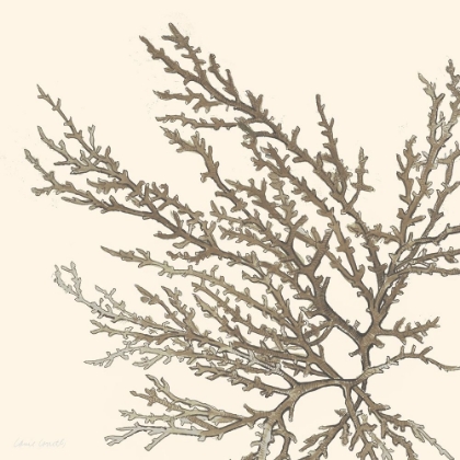 Picture of BROWN COASTAL CORAL I