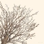 Picture of BROWN COASTAL CORAL II