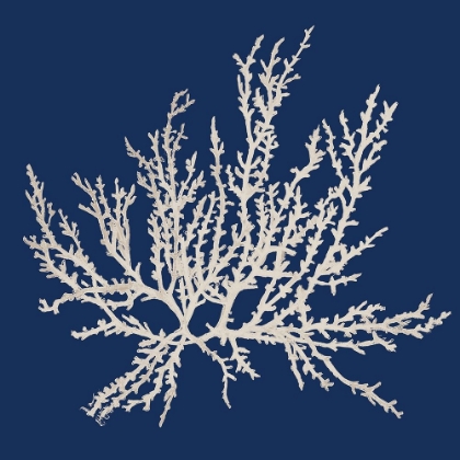 Picture of NAVY CORAL MEDLEY I