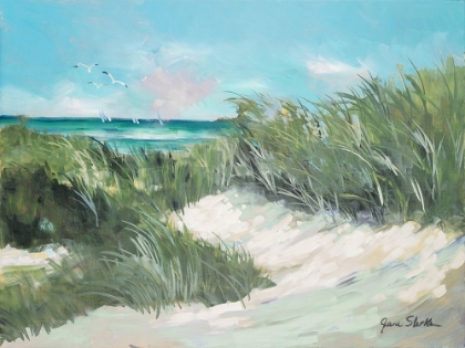 Picture of BEACH COAST GRASS