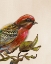 Picture of BIRD ON PERCH I