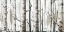 Picture of WHITE BIRCH FOREST