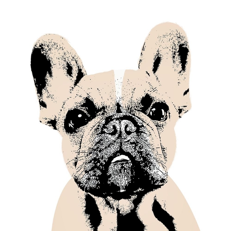 Picture of FRENCH BULLDOG