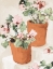 Picture of POTTED PINK GERANIUMS