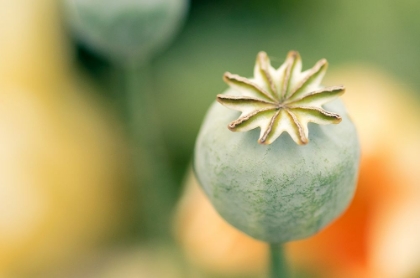 Picture of POPPY BUD