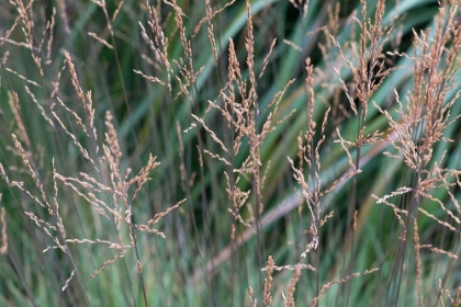 Picture of DELICATE GRASSES