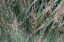 Picture of DELICATE GRASSES