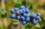 Picture of BLUEBERRIES