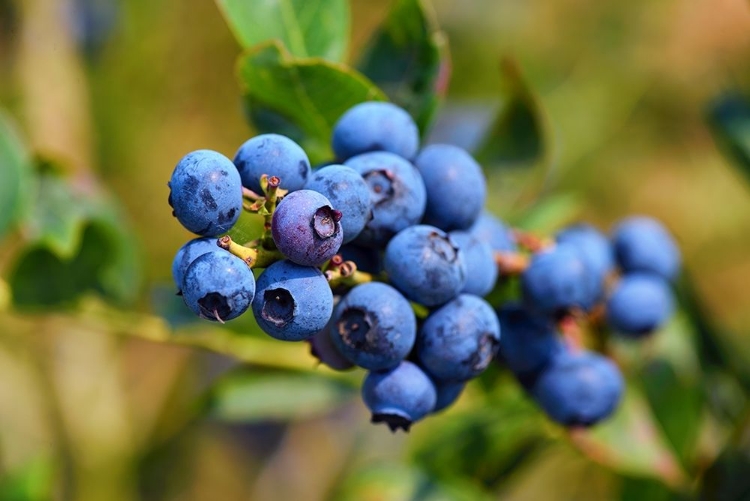 Picture of BLUEBERRIES