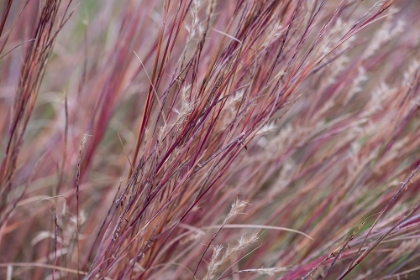 Picture of BLUSHING GRASSES