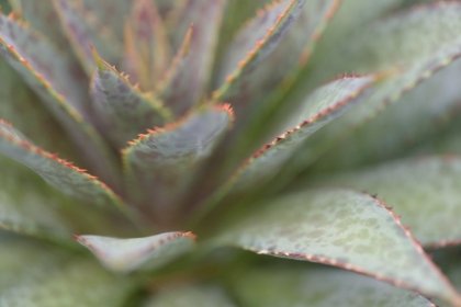 Picture of SUCCULENT II