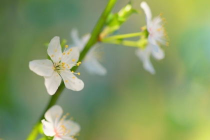 Picture of WHITE FLOWERS