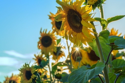 Picture of SUNFLOWER FIELD