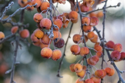 Picture of AUTUMN BERRIES