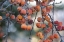 Picture of AUTUMN BERRIES