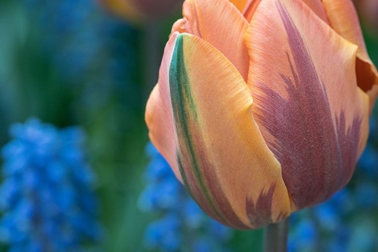 Picture of ORANGE TULIP