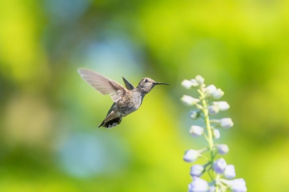 Picture of HUMMINGBIRD