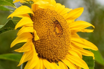 Picture of SUNFLOWER    