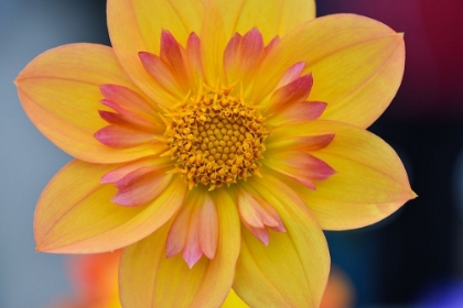 Picture of YELLOW BLOOM