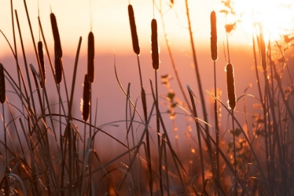 Picture of SUNSET CATTAILS