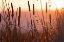 Picture of SUNSET CATTAILS