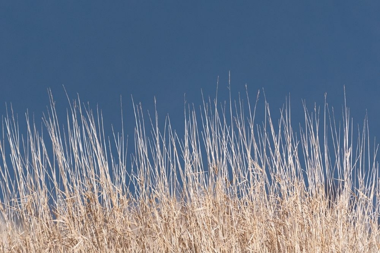 Picture of GOLDEN GRASSES