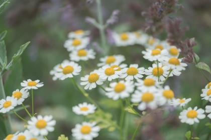 Picture of CHAMOMILE BLOOMS