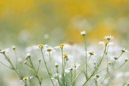 Picture of DAISIES