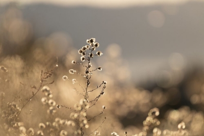 Picture of AFTERNOON LIGHT