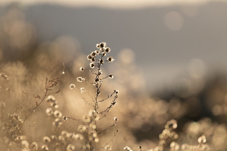 Picture of AFTERNOON LIGHT