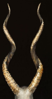 Picture of SPIRAL ANTELOPE HORNS