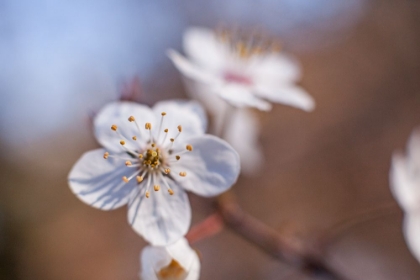 Picture of APPLE BLOSSOM