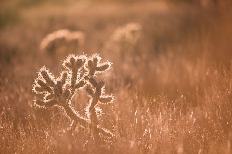 Picture of OUT STANDING IN A FIELD