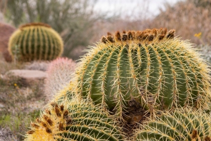 Picture of DESERT FRUIT II