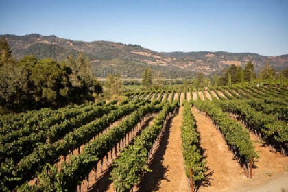 Picture of THE VINES