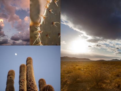 Picture of DESERT COLLAGE