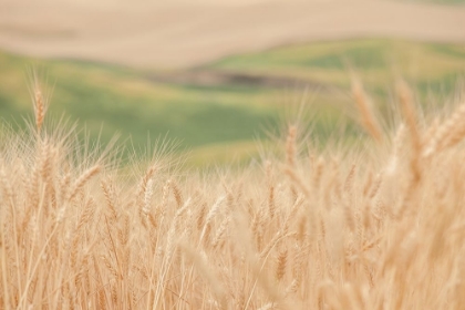 Picture of FARMLAND