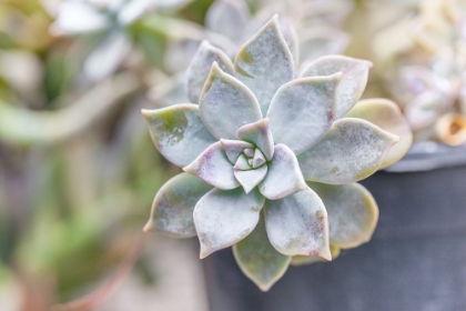 Picture of SUCCULENT