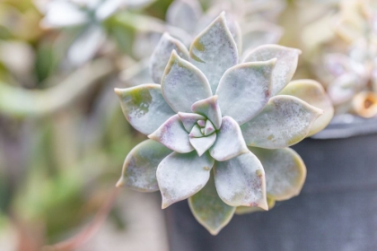 Picture of SUCCULENT