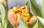 Picture of DEWDROP TULIP II