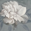 Picture of FLOWER I V4