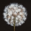 Picture of MAKE A WISH I