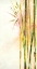 Picture of BAMBOO III