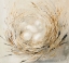 Picture of NEST WITH PALE EGGS