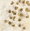 Picture of ELEGANCE IN BLOOM IV