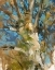 Picture of OAK TREE