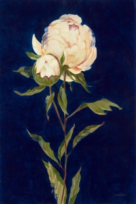 Picture of PRETTY AS A PEONY II